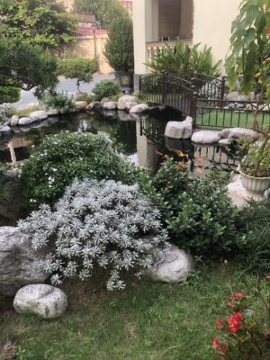 Lap Dien Mat Troi Cho Ho Ca Koi Hai Phong